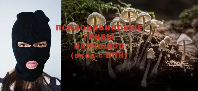 нарко площадка как зайти  Астрахань  Псилоцибиновые грибы Psilocybe  наркотики 